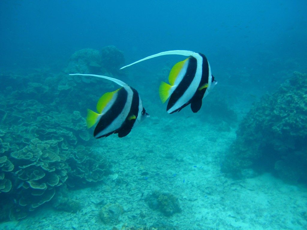 Koh tao padi halen