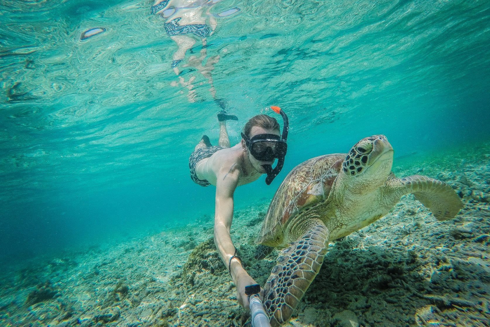 gili island turtle