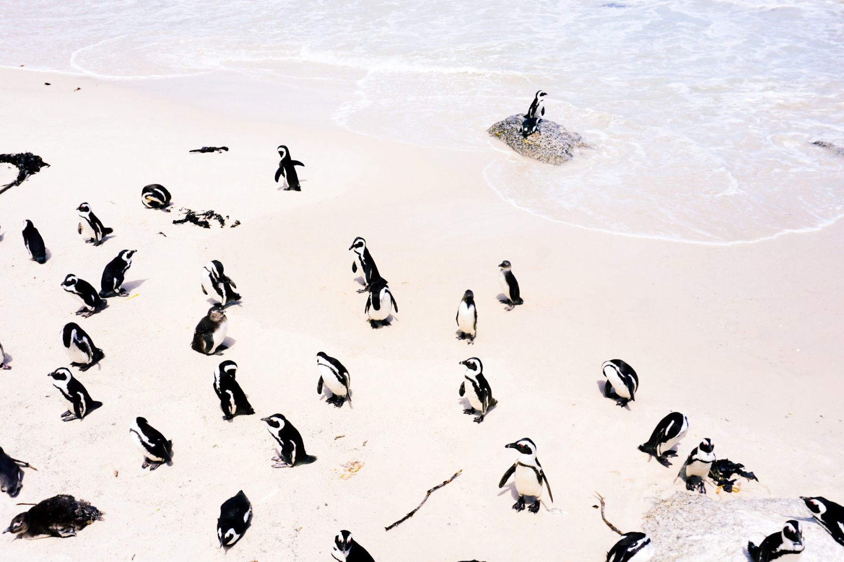 boulders beach penguins
